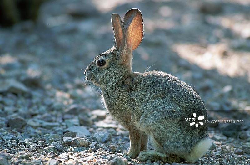 沙漠棉尾兔，索诺拉沙漠，亚利桑那州，美国图片素材