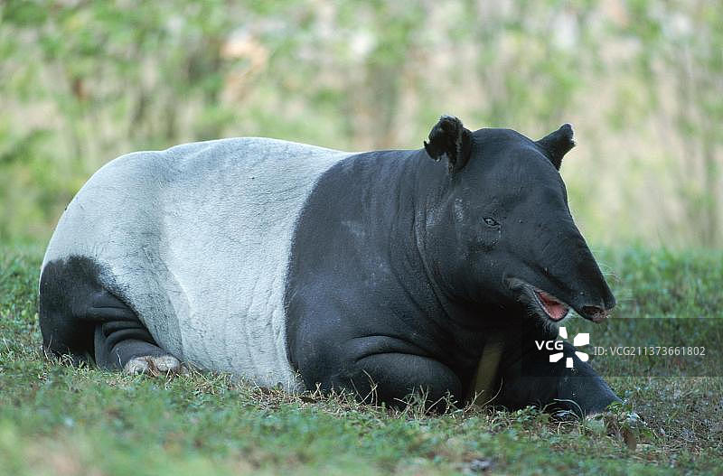 亚洲貘图片素材