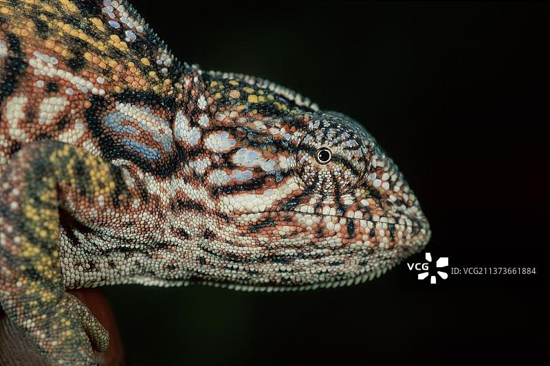 宝石变色龙(Furcifer lateralis)，侧面，马达加斯加，非洲图片素材