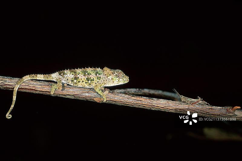 正在捕猎的短角变色龙图片素材