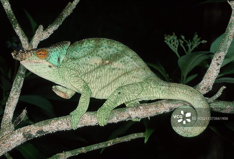 雄性帕森变色龙，马达加斯加图片素材