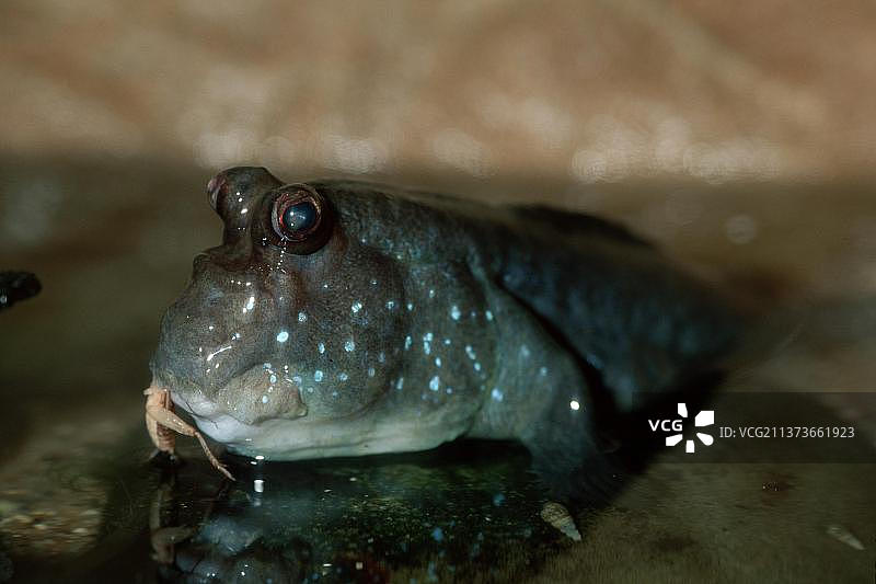 泥沙蝗与大西洋弹涂鱼图片素材