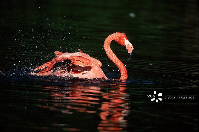 美洲红鹳（红鹳），侧面图片素材