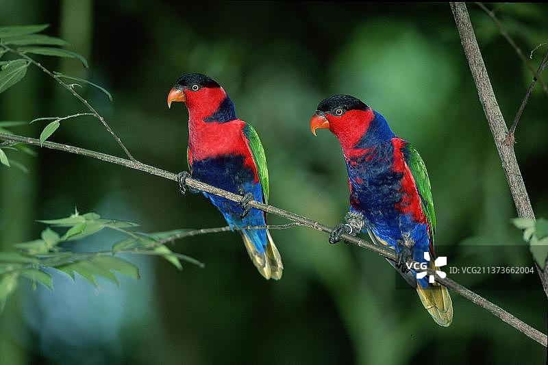 黑头鹦鹉，东南亚的雌性鹦鹉图片素材