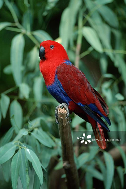 大紫红鹦鹉（红胁折衷鹦鹉），雌性，侧面图片素材