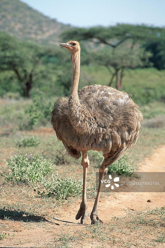 索马里鸵鸟，雌性，桑布鲁禁猎区，肯尼亚，非洲图片素材