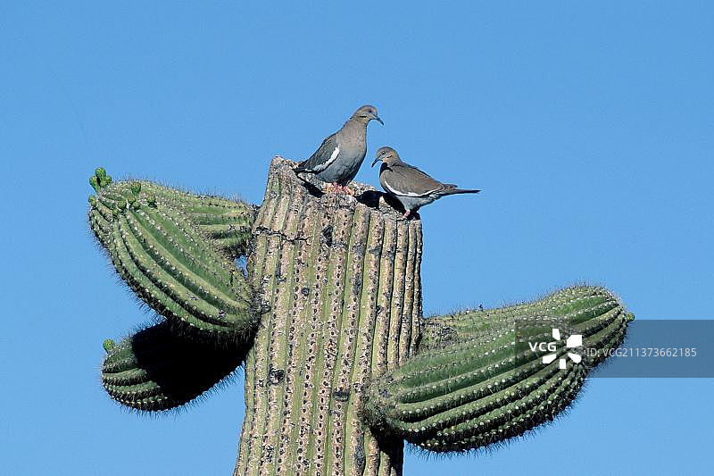 美洲白翅鸠，一对栖息在仙人掌上，索诺拉沙漠，亚利桑那州，美国，北美洲图片素材