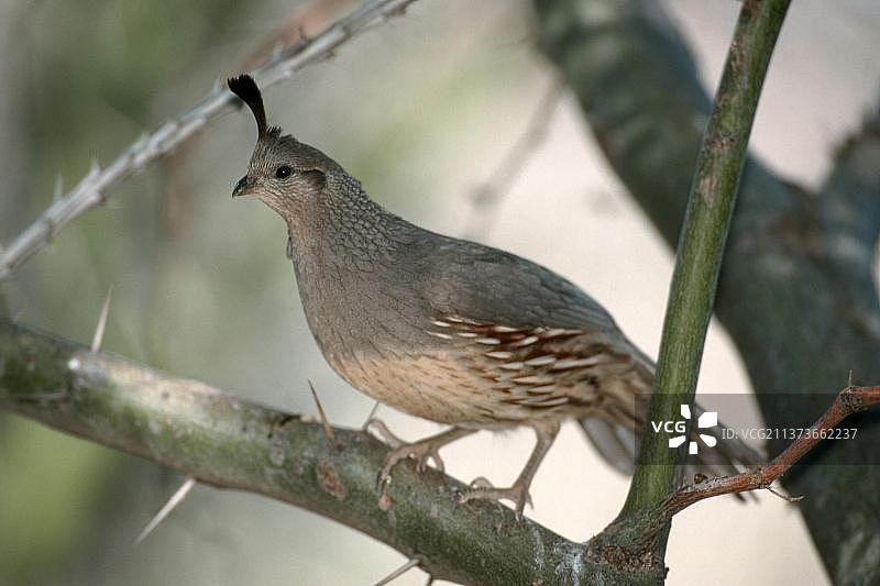 北美亚利桑那索诺拉沙漠雌性冈氏鹌鹑图片素材