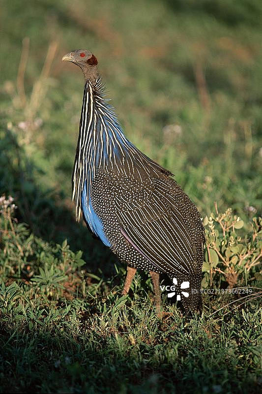 珠鸡，肯尼亚桑布鲁禁猎区，非洲图片素材