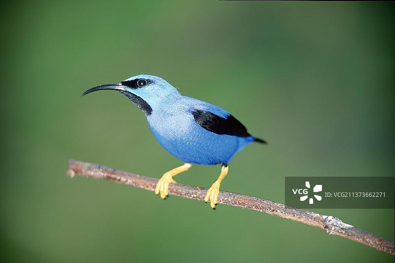 紫蜜旋木雀，特立尼达和多巴哥图片素材