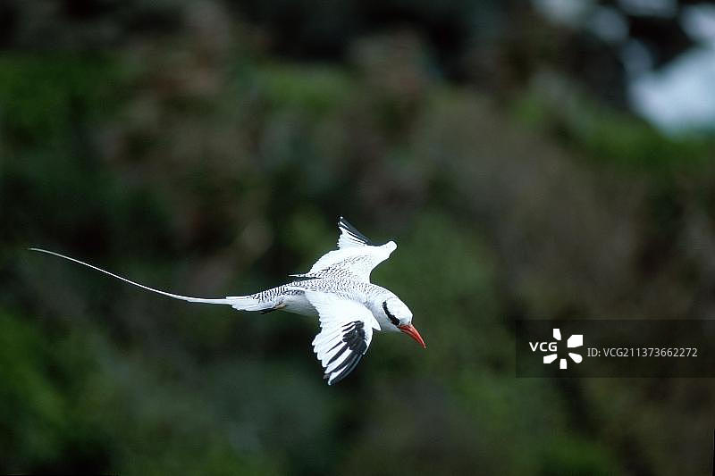 加勒比海多巴哥岛的小红嘴热带鸟图片素材