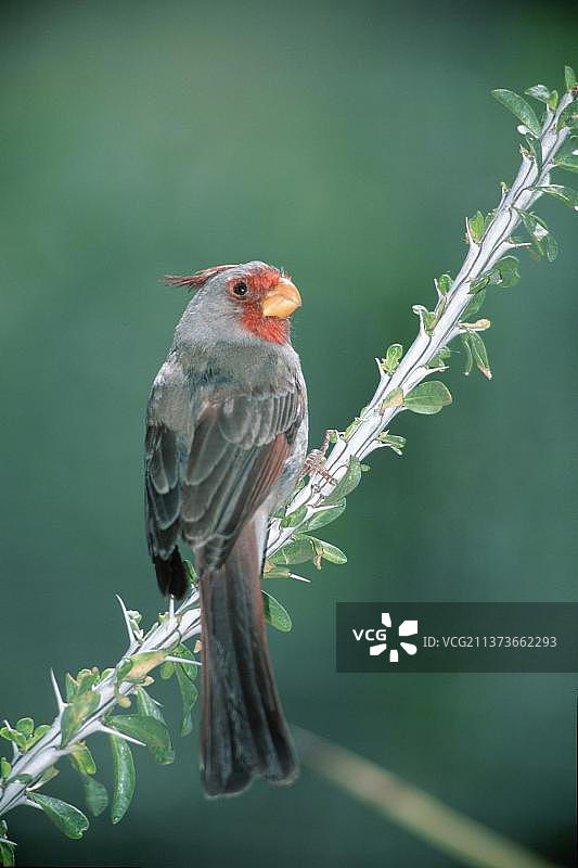 红雀（弯嘴雀），美国亚利桑那州索诺拉沙漠图片素材