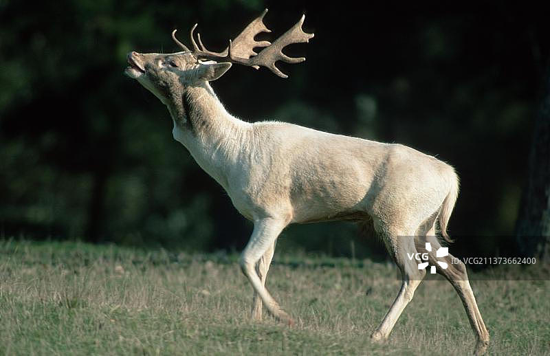 黇鹿（Dama dama），雄性，鸣叫，侧面图片素材