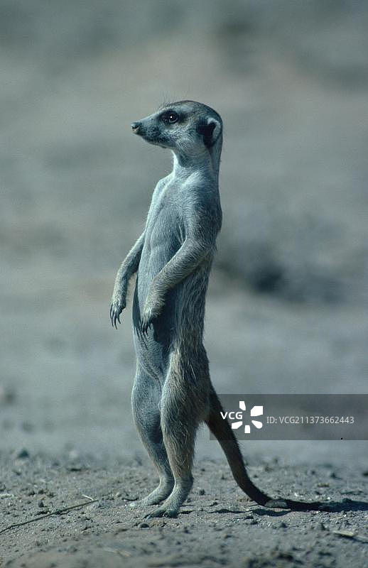 南非卡拉哈里宝石羚羊国家公园的细尾獴图片素材