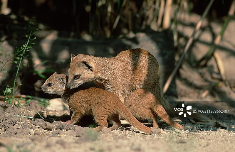 带幼崽的黄色獴图片素材