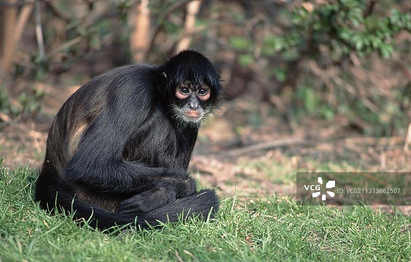 黑掌伶猴图片素材