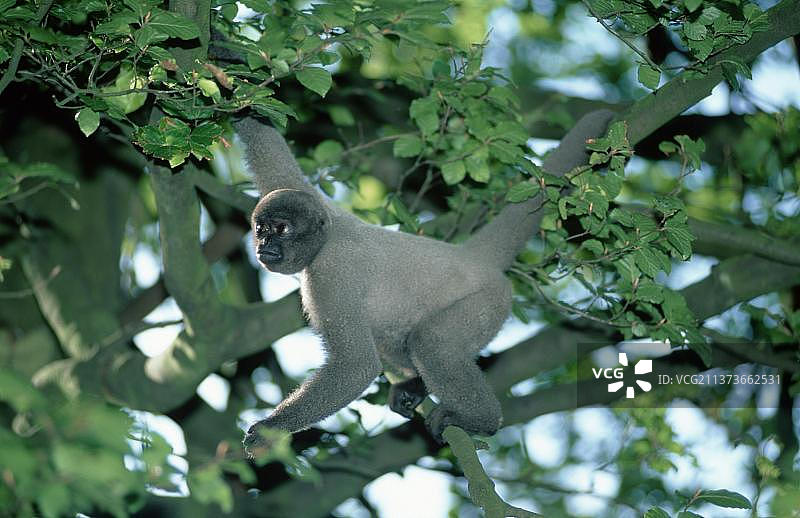 灰毛猴图片素材