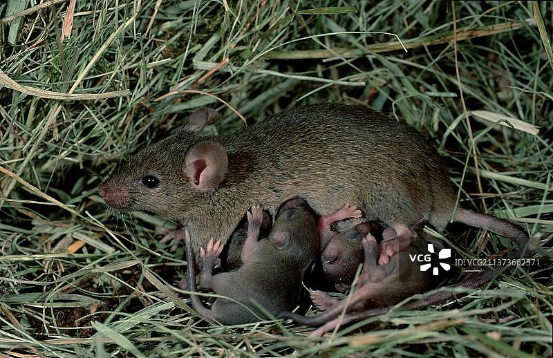 小家鼠（Mus musculus），雌性，正在哺育幼崽，德国，欧洲图片素材