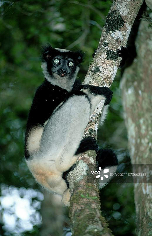 马达加斯加指猴图片素材