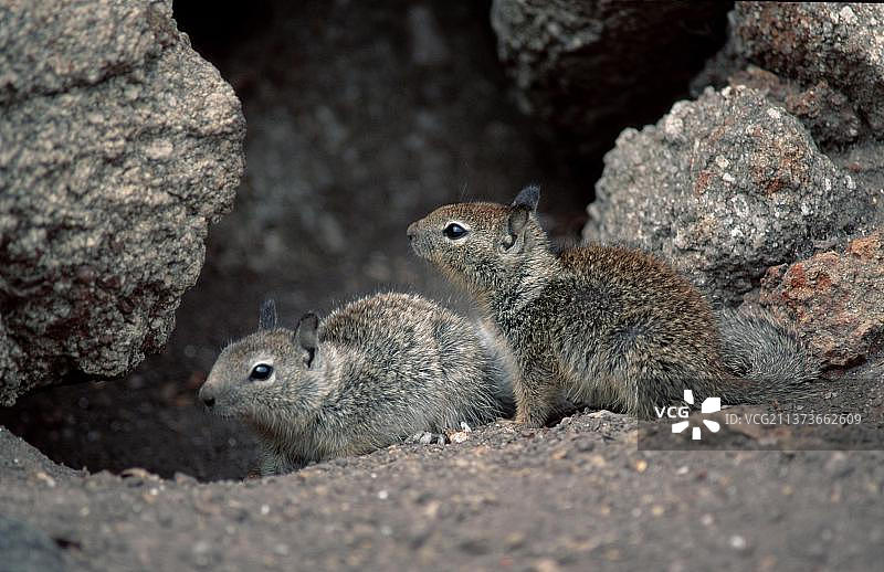 加州地松鼠幼崽图片素材