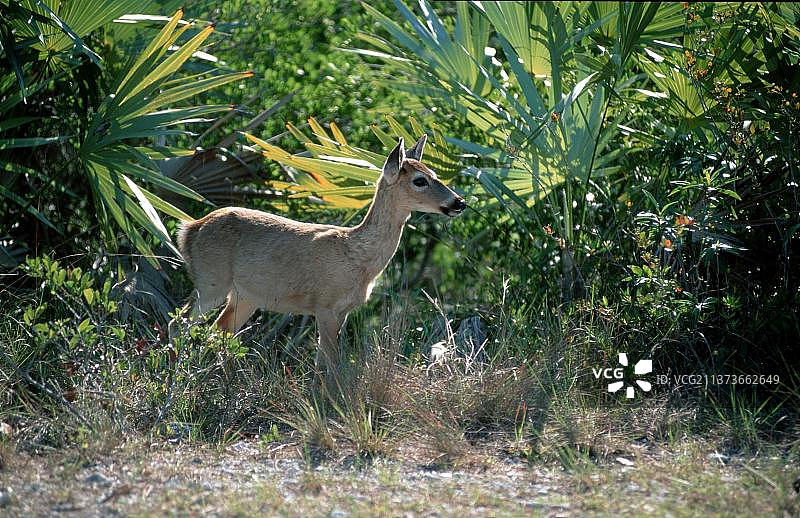 佛罗里达群岛 Key 鹿（Odocoileus virginianus clavium），雌性，美国，北美图片素材