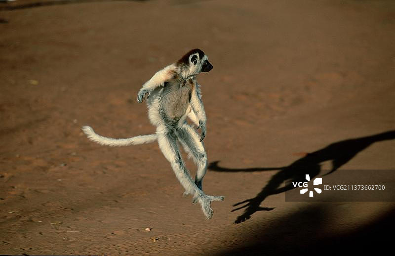 非洲马达加斯岛的弗氏冕狐猴图片素材