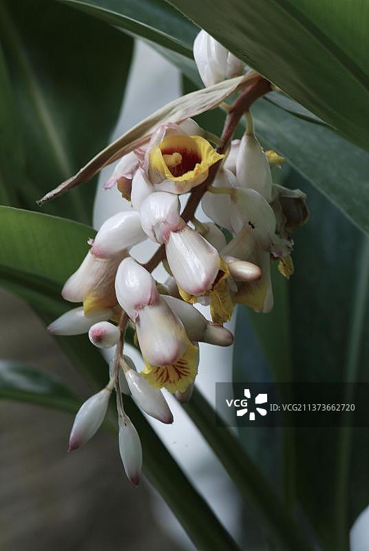 艳山姜图片素材