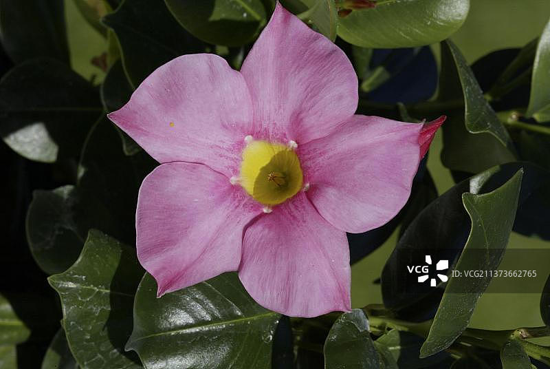 飘香藤图片素材