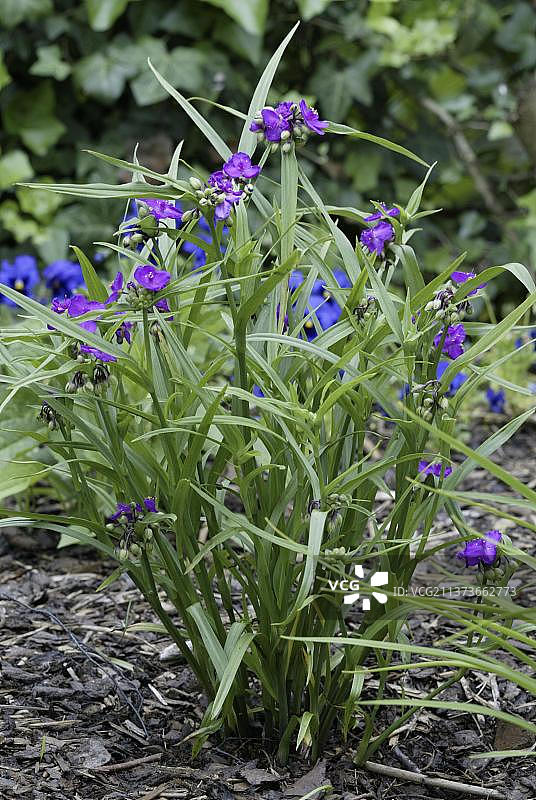 紫露草图片素材