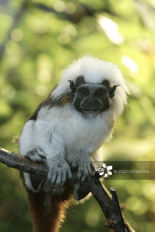 棉顶绢毛猴图片素材