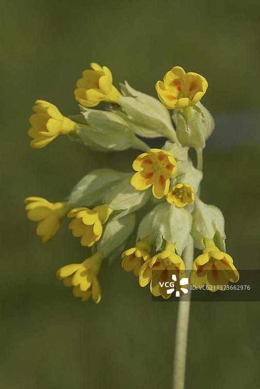 报春花图片素材