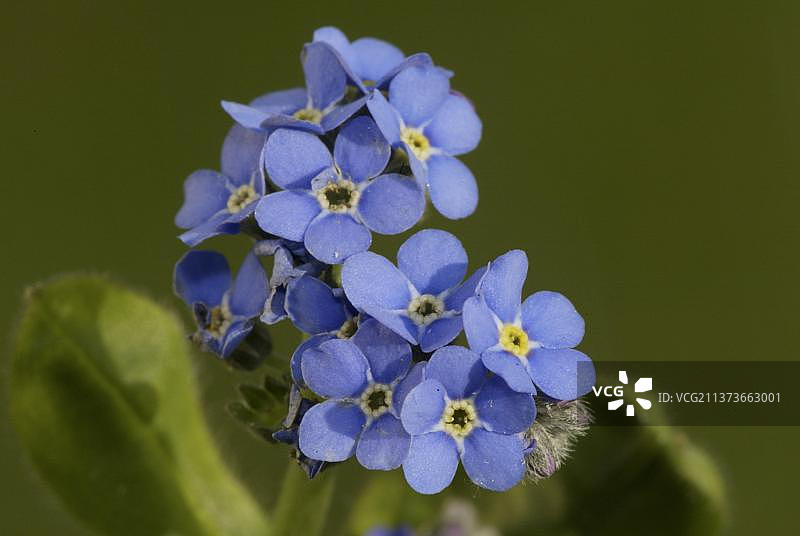 森林勿忘我（Myosotis sylvatica），德国，欧洲图片素材