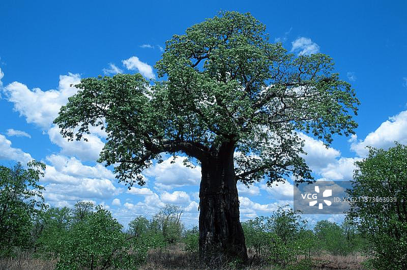 非洲猴面包树（非洲津巴布韦）图片素材