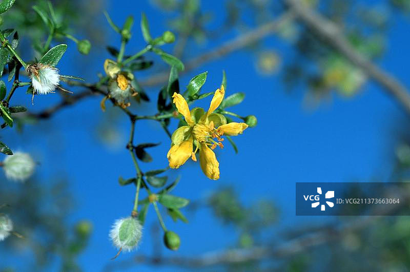 美国亚利桑那州愈创木灌木图片素材