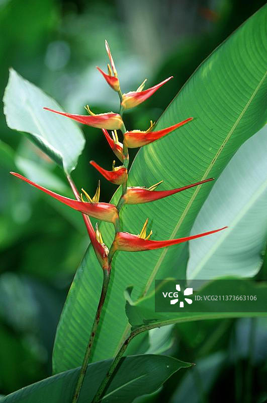 展开的龙虾爪赫蕉图片素材