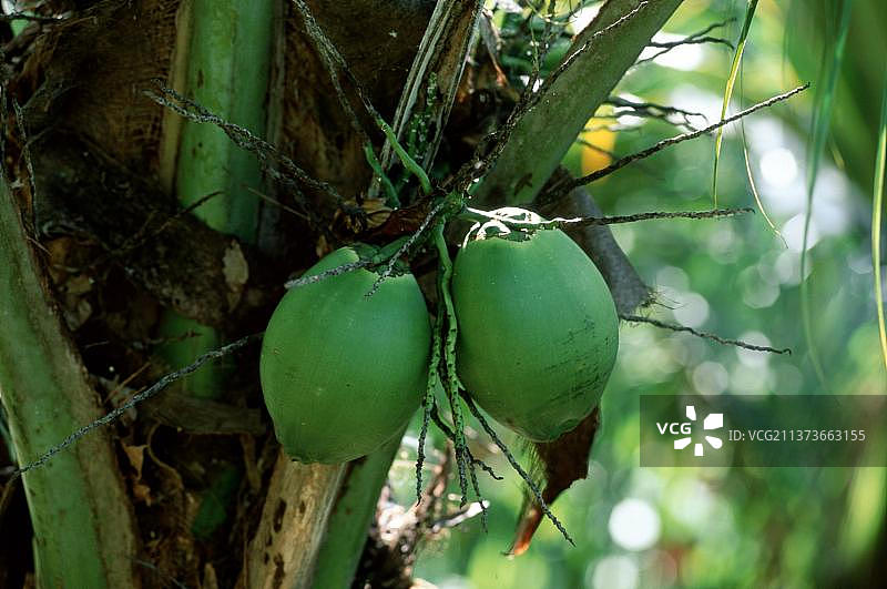 椰子树果实，特立尼达图片素材