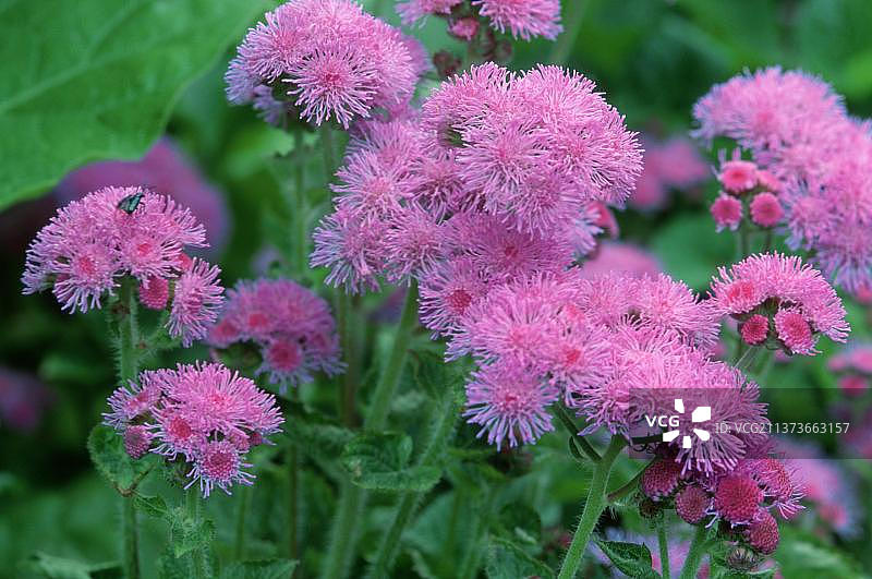 藿香蓟图片素材