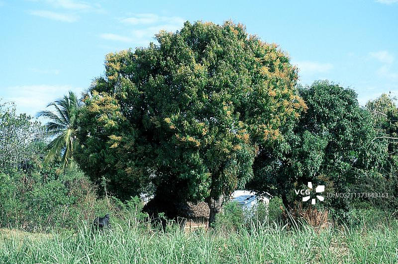 芒果树（Mangifera indica）图片素材