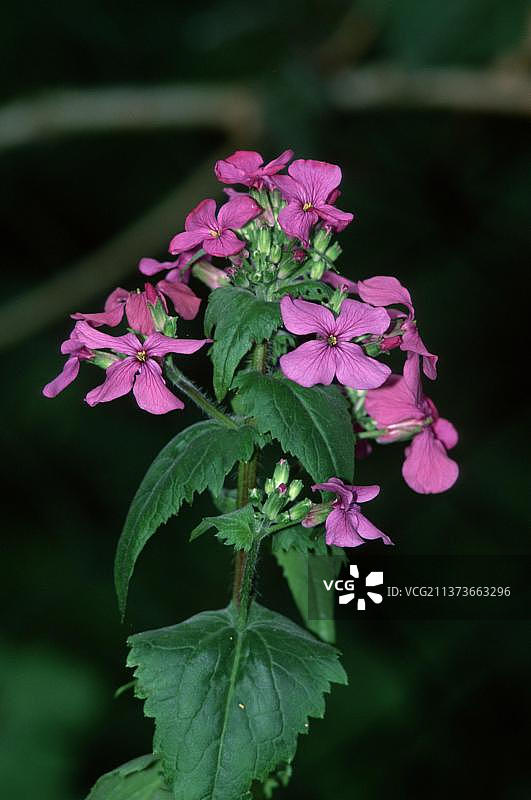 德国的多年生月亮花图片素材