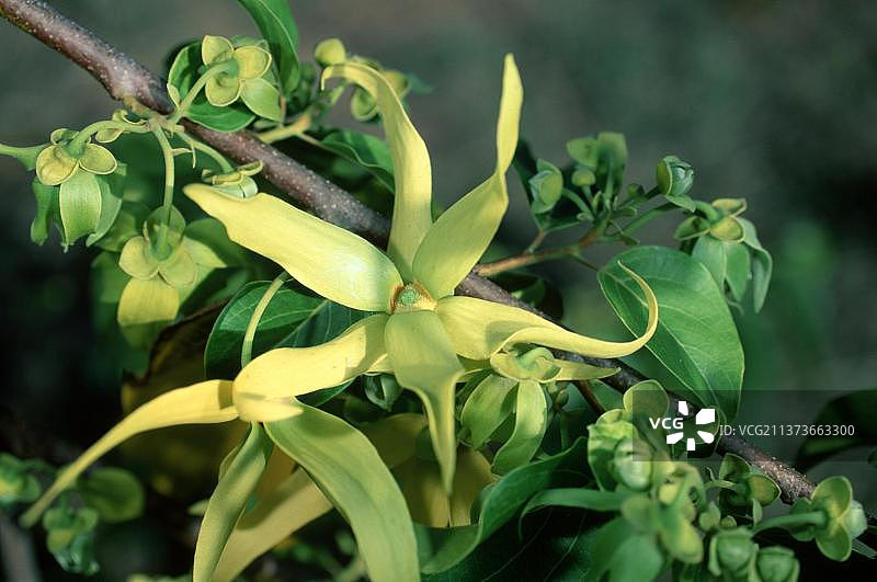 依兰（香花崖豆木），马达加斯加，非洲图片素材