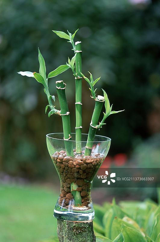 碗里的幸运竹（Dracaena sanderiana）图片素材