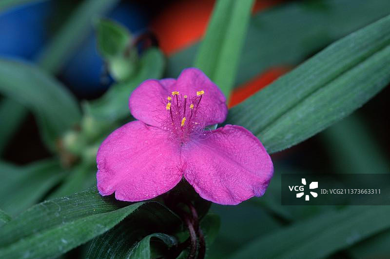 紫鸭跖草图片素材