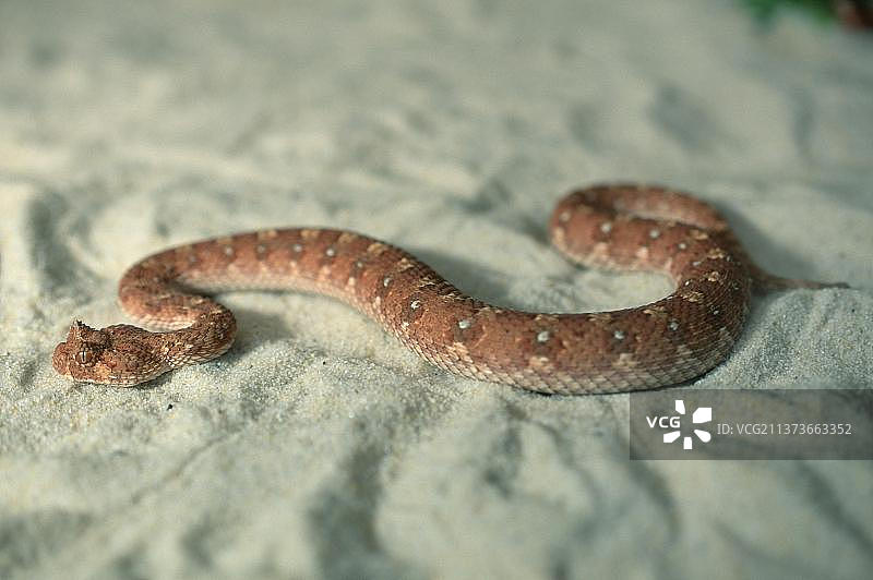 角蝰蛇图片素材