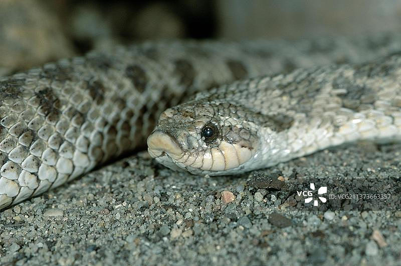 西部猪鼻蛇图片素材