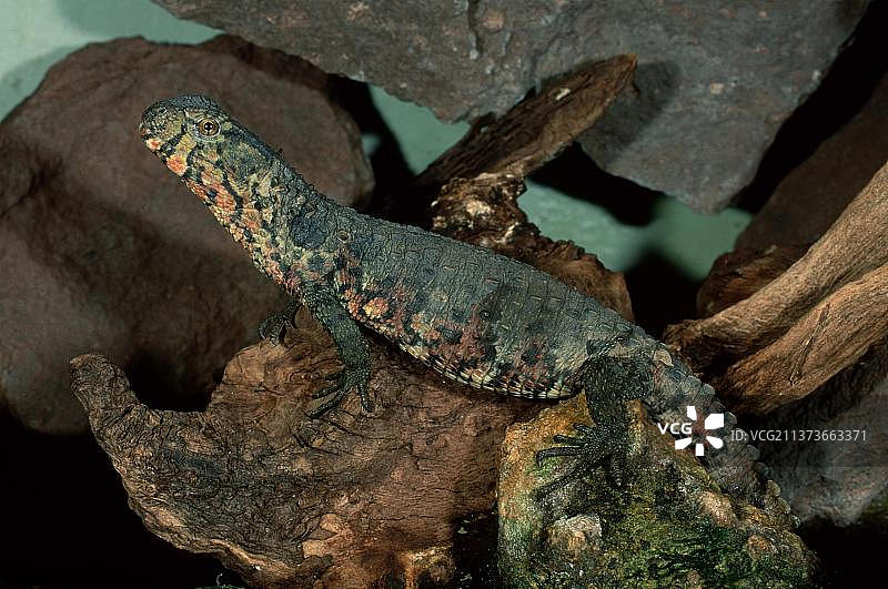 中国鳄蜥图片素材