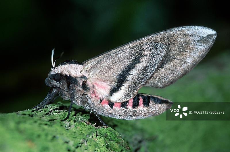 刚孵化的欧洲椴树天蛾（Sphinx ligustri）图片素材