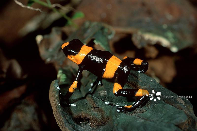 莱曼毒箭蛙图片素材