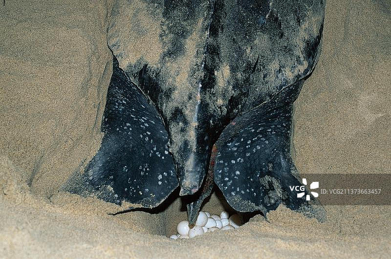 雌性棱皮龟产卵，特立尼达图片素材