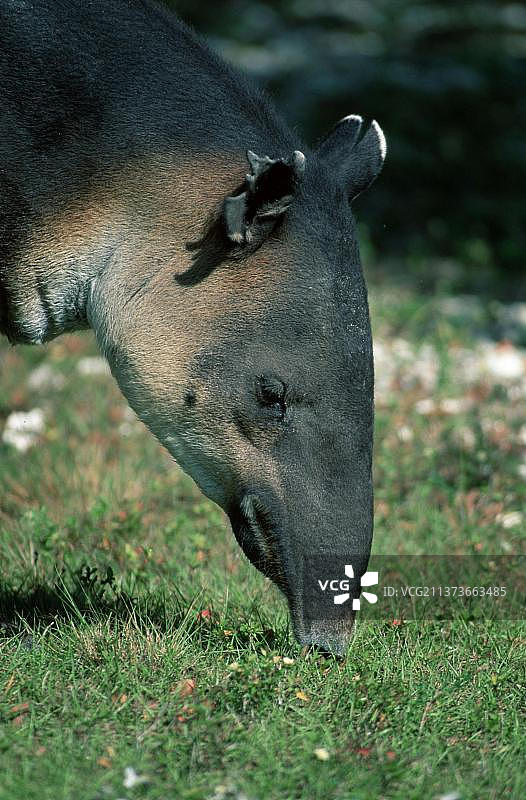 中美貘图片素材