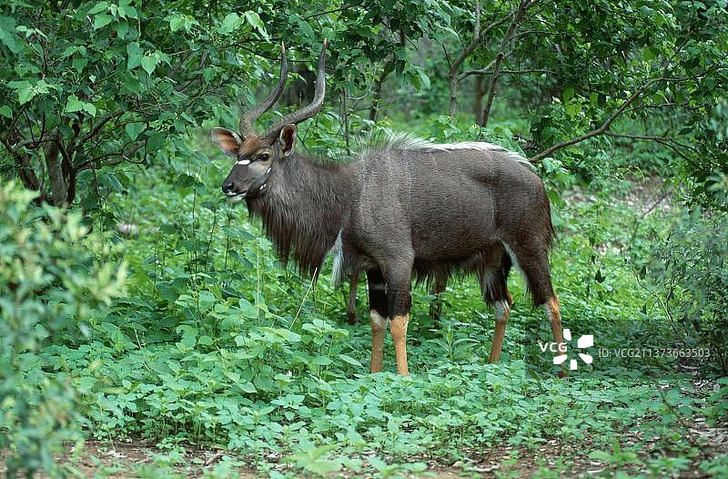 雄性尼亚拉羚羊，克鲁格国家公园，南非（Tragelaphus angasi），低地尼亚拉羚羊，克鲁格国家公园图片素材